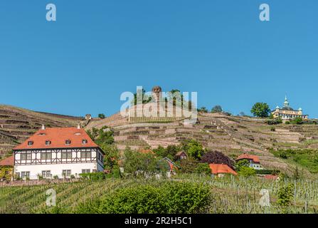 Vignobles dans la vallée de l'Elbe de Radebeul en été, Saxe, Allemagne Banque D'Images