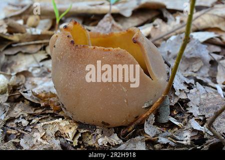 Bel spécimen de champignon Bay Cup ou de champignon Peziza Badia en habitat naturel, forêt compactée de sols lourds, ici sur le sentier forestier Banque D'Images