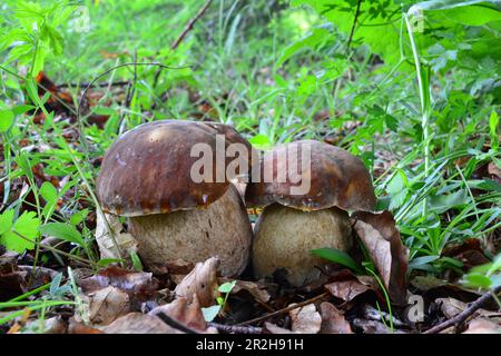 Deux spécimens de Boletus reticulatus ou de Bolete d'été, délicieux champignons sauvages comestibles dans l'habitat naturel Banque D'Images