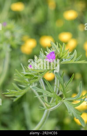 On croit que le Geranium / Geranium dissectum a été coupé parmi les Buttercups dans un bord de route de l'herbe. Une fois utilisé comme plante médicinale. Banque D'Images