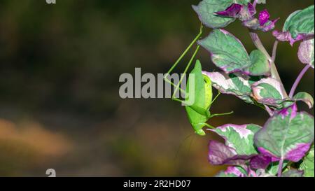 Une grosse bosse et de longues jambes identifient cette sauterelle comme un insecte comme un katydid. Celui-ci se trouve sur une vigne de patate douce avec un fond défoqué dans mis Banque D'Images