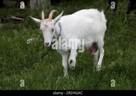 Kharkiv, Ukraine. 18th décembre 2022. RÉGION DE KHARKIV, UKRAINE - 19 MAI 2023 - Goat Snizhana blessé par une mine de pétales, région de Kharkiv, nord-est de l'Ukraine. Credit: UKRINFORM/Alamy Live News Banque D'Images