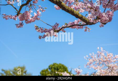 Floraison printanière de cerisiers au cimetière de Bispegjerg à Copenhague, au Danemark Banque D'Images