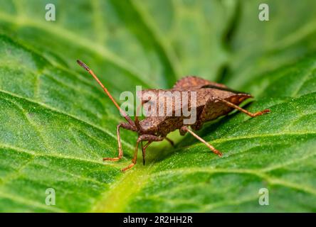 Photo macro à angle bas d'un insecte de quai reposant sur une feuille de plante verte Banque D'Images