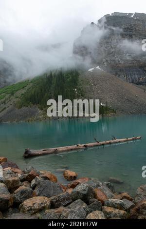 Une grande écorce d'arbre brisée est tombée dans un lac turquoise à Banff Banque D'Images
