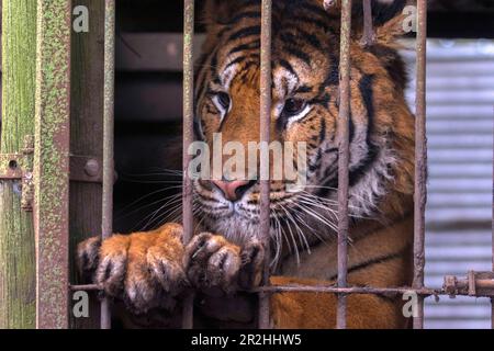 Tigre du Bengale en captivité Banque D'Images