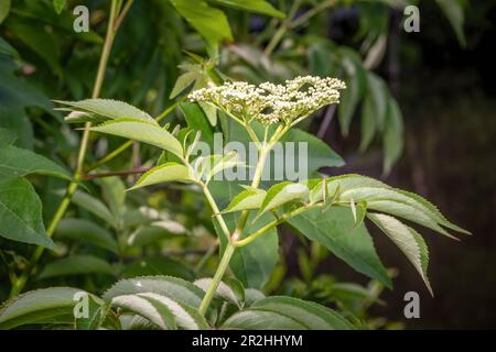 Les petites fleurs blanches de l'Elderberry noire américaine. Raleigh, Caroline du Nord. Banque D'Images