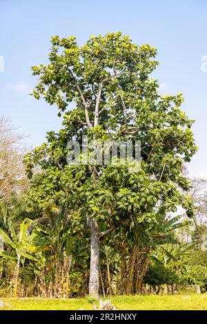 Arbre à pain; Artocarpus altilis, à côté des bananiers sur l'île de São ...
