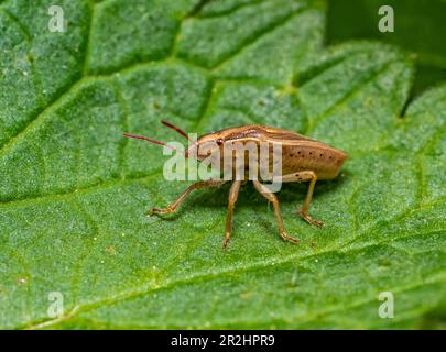 Photo à angle bas d'un insecte de bouclier nommé Bishops onglet reposant sur une feuille verte Banque D'Images