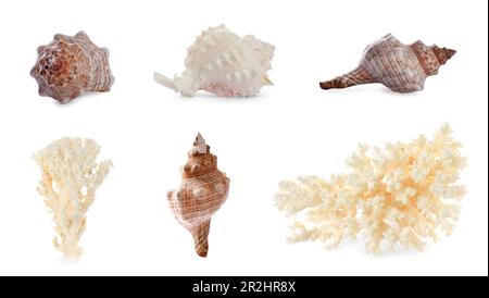 Ensemble de différents coquillages exotiques et coraux secs sur fond blanc Banque D'Images