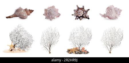 Ensemble de différents coquillages exotiques et coraux ramifiés sur fond blanc. Bannière Banque D'Images