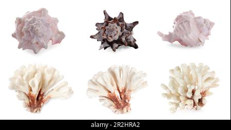 Ensemble de différents coquillages exotiques et coraux secs sur fond blanc. Bannière Banque D'Images