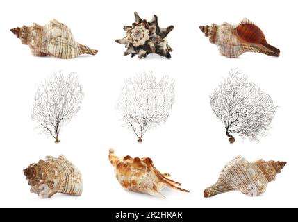 Ensemble de différents coquillages exotiques et coraux ramifiés sur fond blanc Banque D'Images