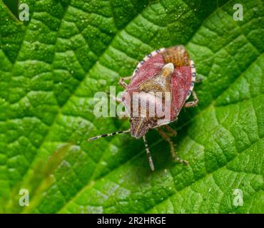Photo macro d'un insecte sloe reposant sur une feuille verte Banque D'Images
