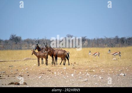 Namibie; région d'Oshana; Namibie du nord; partie ouest du parc national d'Etosha; Groupe de Hartebeest et Springbok Banque D'Images