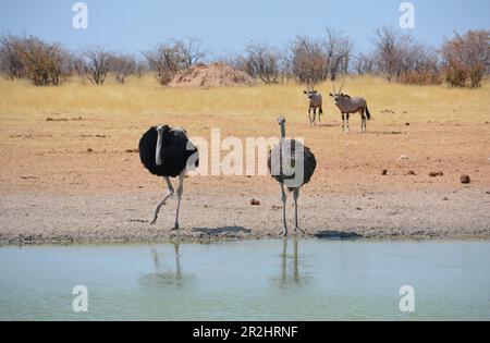 Namibie; région d'Oshana; nord de la Namibie; partie ouest du parc national d'Etosha; paire d'autruches à une gouttière Banque D'Images