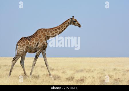 Namibie; région d'Oshikoto; Namibie du nord; partie orientale du parc national d'Etosha; Giraffe serpente à travers la steppe d'herbe Banque D'Images