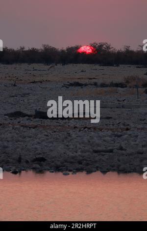 Namibie; région d'Oshana; nord de la Namibie; partie ouest du parc national d'Etosha; près d'Okaukuejo; coucher du soleil derrière les buissons Banque D'Images