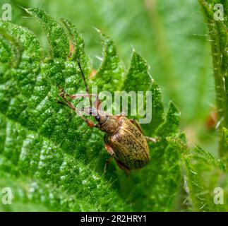 Photo macro d'un scarabée sur une feuille d'ortie verte dans une ambiance naturelle Banque D'Images