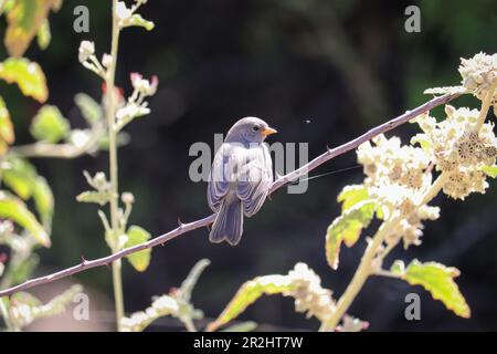 Des jeunes Verdin ou Auriparus flaviceps percent sur une branche du ranch d'eau riveraine en Arizona. Banque D'Images