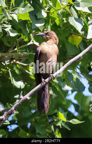 Des femelles de Grackle à queue fine ou de Quiscalus mexicanus perçant sur une branche du ranch d'eau riveraine en Arizona. Banque D'Images