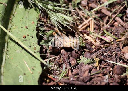 Gros plan d'une sauterelle ou de Caelifera nymphe dans un jardin à Payson, Arizona. Banque D'Images