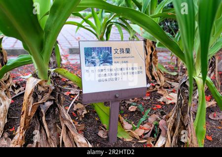 Plaque de nom botanique latine et description de la plante en chinois pour Crinum asiticum Linn., nénuphar géant, au parc Xingfu à Kaohsiung, Taïwan. Banque D'Images