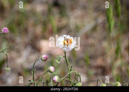 Le skipperling orange ou Copaeodes aurantiaca se nourrissant d'une fleur de fleabane dans une cour de Payson, Arizona. Banque D'Images