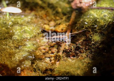 Strider d'eau commun ou Aquarius remimis se nourrissant d'un petit insecte dans une crique sur le sentier du collège Payson en Arizona. Banque D'Images