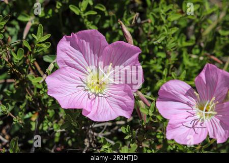 Onagre rose ou Oenothera speciosa en fleur au croisement de la scierie à Payson, en Arizona. Banque D'Images