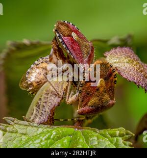 Prise de vue macro montrant de nombreux insectes dans une ambiance naturelle Banque D'Images