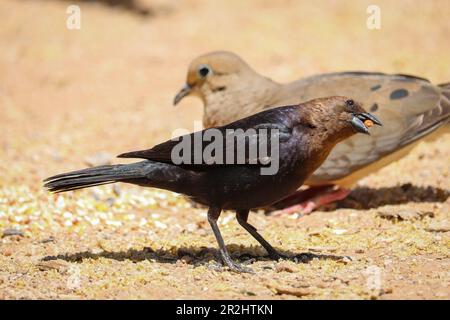 Cowbird ou Molothrus, mâle à tête brune, se nourrissant de quelques graines au ranch d'eau riveraine en Arizona. Banque D'Images