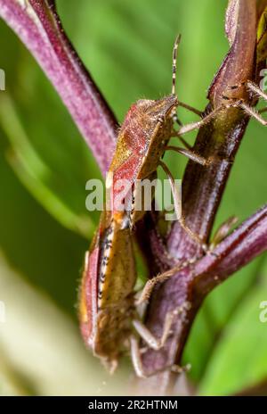 Prise de vue macro montrant deux insectes de l'écran dans une ambiance naturelle Banque D'Images