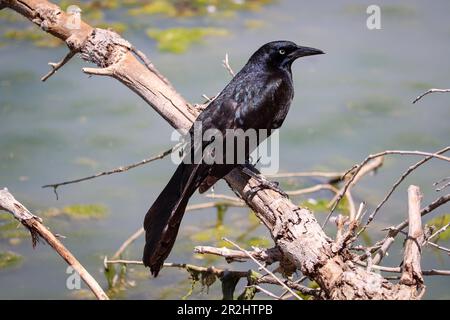 Le grackle à queue large ou le Quiscalus mexicanus perçant sur une branche d'arbre au ranch d'eau riveraine en Arizona. Banque D'Images