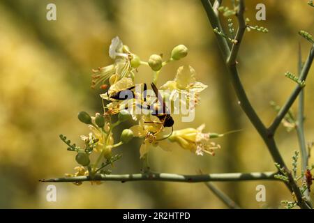 Boue noire et jaune dauber ou Sceliphron caemtarium se nourrissant sur des fleurs de palo verde au ranch d'eau riveraine. Banque D'Images