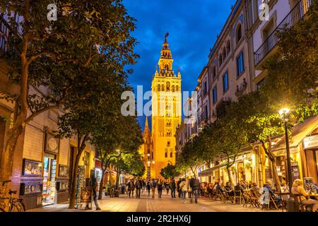 La rue piétonne très fréquentée Calle Mateos Gago et le clocher de la Giralda de la cathédrale de Santa María de la Sede au crépuscule, Séville, Andalousie, Espagne Banque D'Images