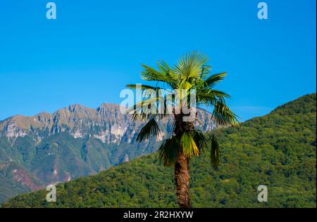 Palm Tree et Mountain Peak Monte Generoso au Tessin, Suisse. Banque D'Images