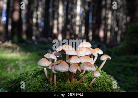 Champignon du miel (Armillaria) sur la mousse en forêt avec une punaise marbrée, Bavière, Allemagne, Europe Banque D'Images
