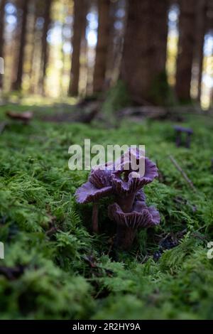 Violet ou Amethyst Laccaria amethystinina truffe chinée relative dans la mousse en forêt, Bavière, Allemagne, Europe Banque D'Images