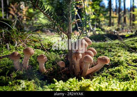 Champignon du miel (Armillaria) sur la mousse dans la forêt, Bavière, Allemagne, Europe Banque D'Images