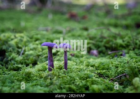 Violet ou Amethyst Laccaria amethystinina truffe chinée relative dans la mousse en forêt, Bavière, Allemagne, Europe Banque D'Images