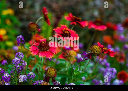 Grand Or et Bourgogne Coreopsis Tinctoria fleurs sauvages dans le jardin automnal Banque D'Images