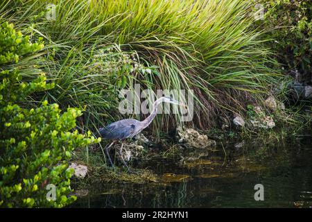 Le Parc National des Everglades, Florida, USA Banque D'Images