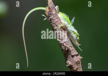 Une anole verte américaine, Anolis carolinensis, assise sur un bâton comme il mange la peau de délestage qu'il vient de retirer de ses pieds. Banque D'Images