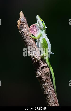 Une anole verte, Anolis carolinensis, présentant son bassin de rosée rose sur fond noir. Banque D'Images