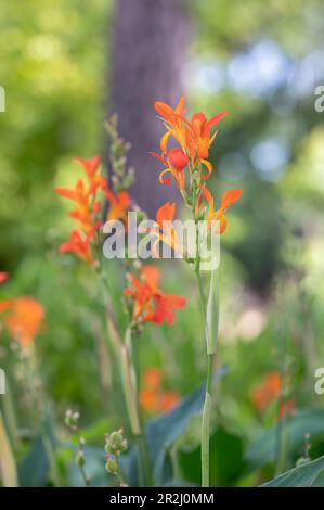 Des plantes de nénuphars orange poussent dans un jardin de printemps au Texas. Banque D'Images
