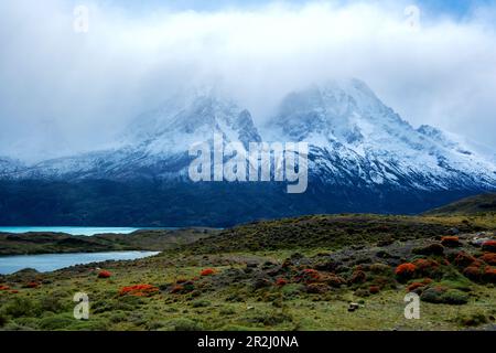 Parc national Torres del Paine, sud du Chili, Amérique du Sud Banque D'Images