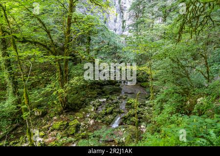 Vallée de Lison à la Source du Lison près de Nans-sous-Sainte-Anne, Bourgogne-Franche-Comté, France, Europe Banque D'Images