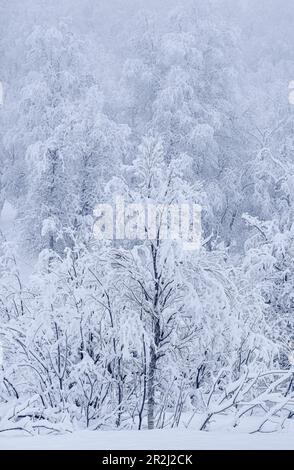 Beaux arbres enneigés en hiver, près de Sorli, île de Senja, comté de Troms og Finnmark, Norvège, Scandinavie, Europe Banque D'Images