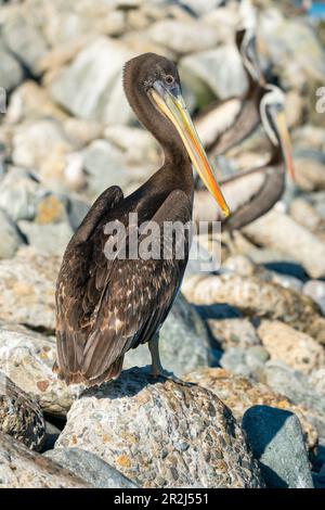 Pelican perching sur le rocher à la plage, Caleta Portales, Valparaiso, province de Valparaiso, région de Valparaiso, Chili, Amérique du Sud Banque D'Images